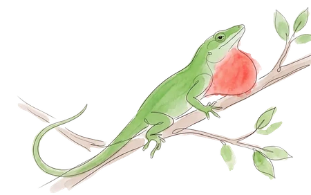 Ink and watercolor illustration of a green anole lizard displaying its red dewlap on a branch.